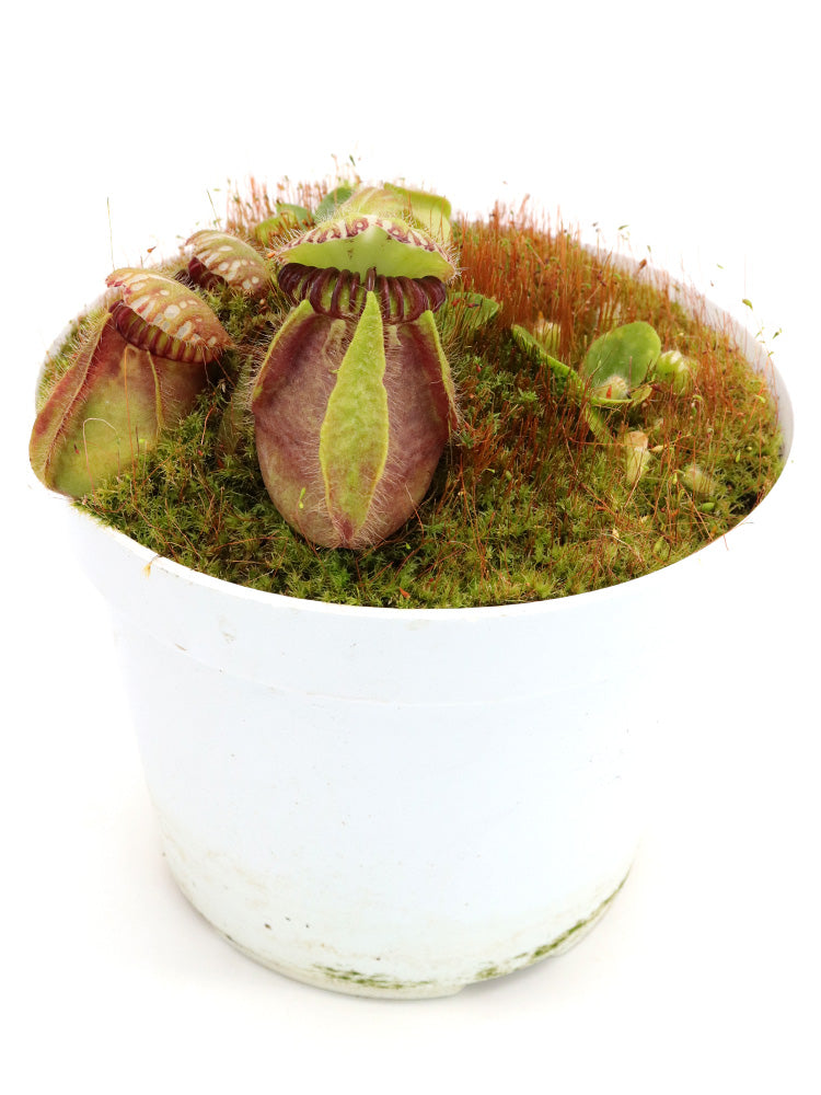 Cephalotus follicularis "Klaus Keller" Ex True Giant
