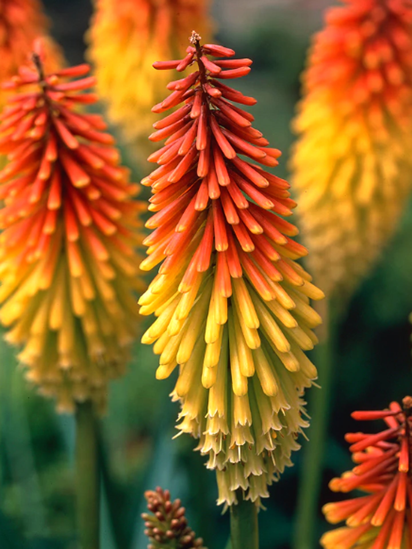 Kniphofia 'Grandiflora'