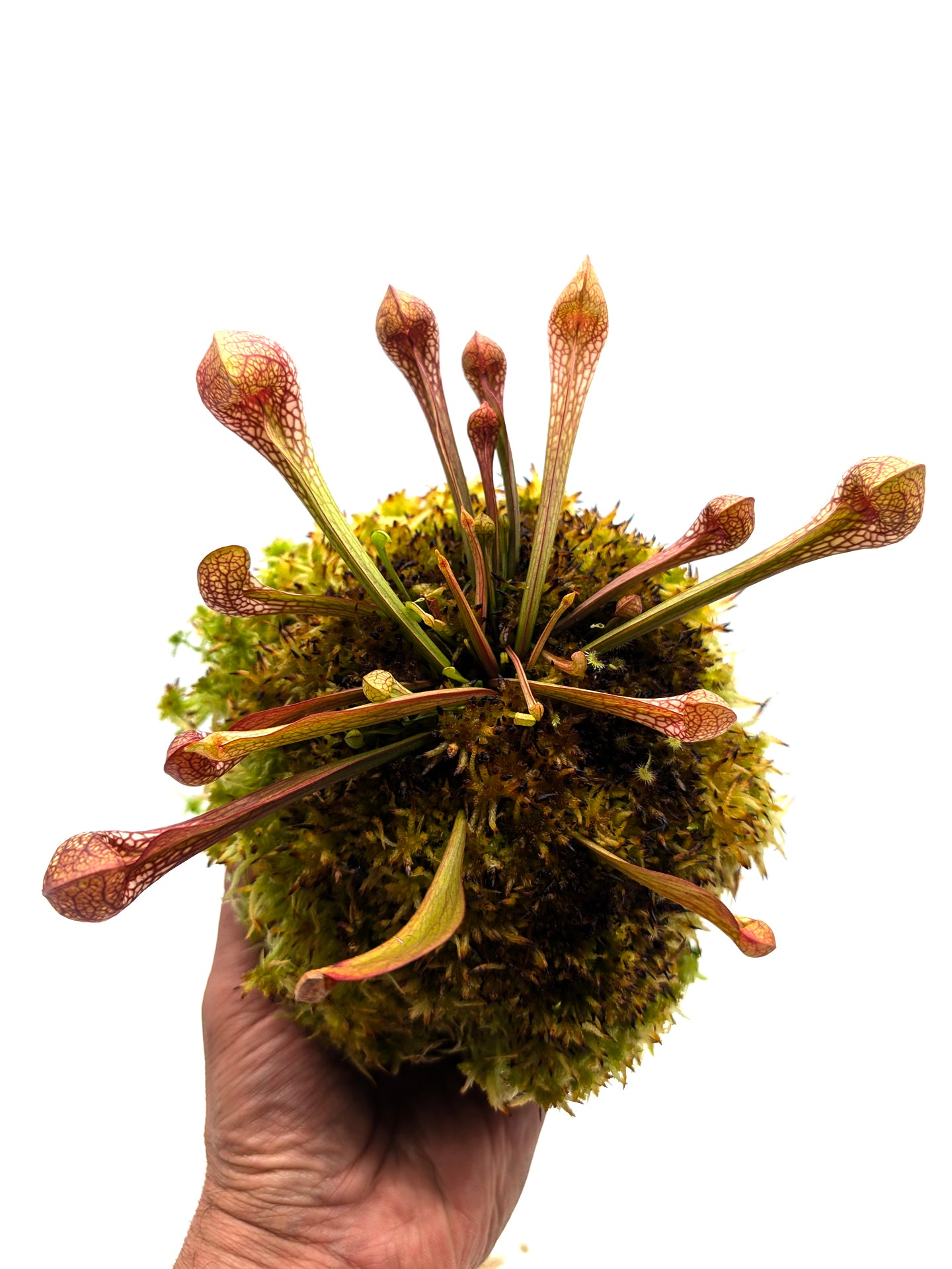 AUKTION 6: Kokedama „Sarracenia psittacina“ von Cinzia