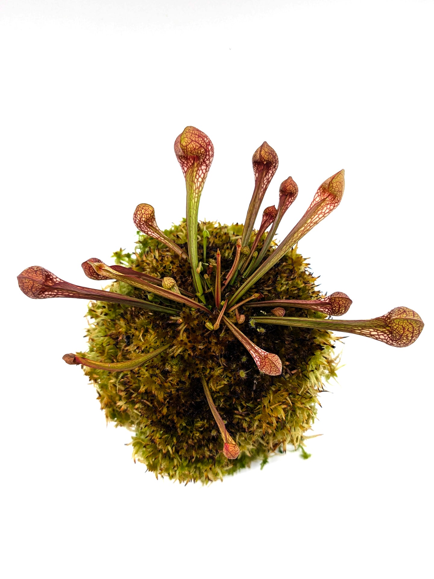 AUKTION 6: Kokedama „Sarracenia psittacina“ von Cinzia