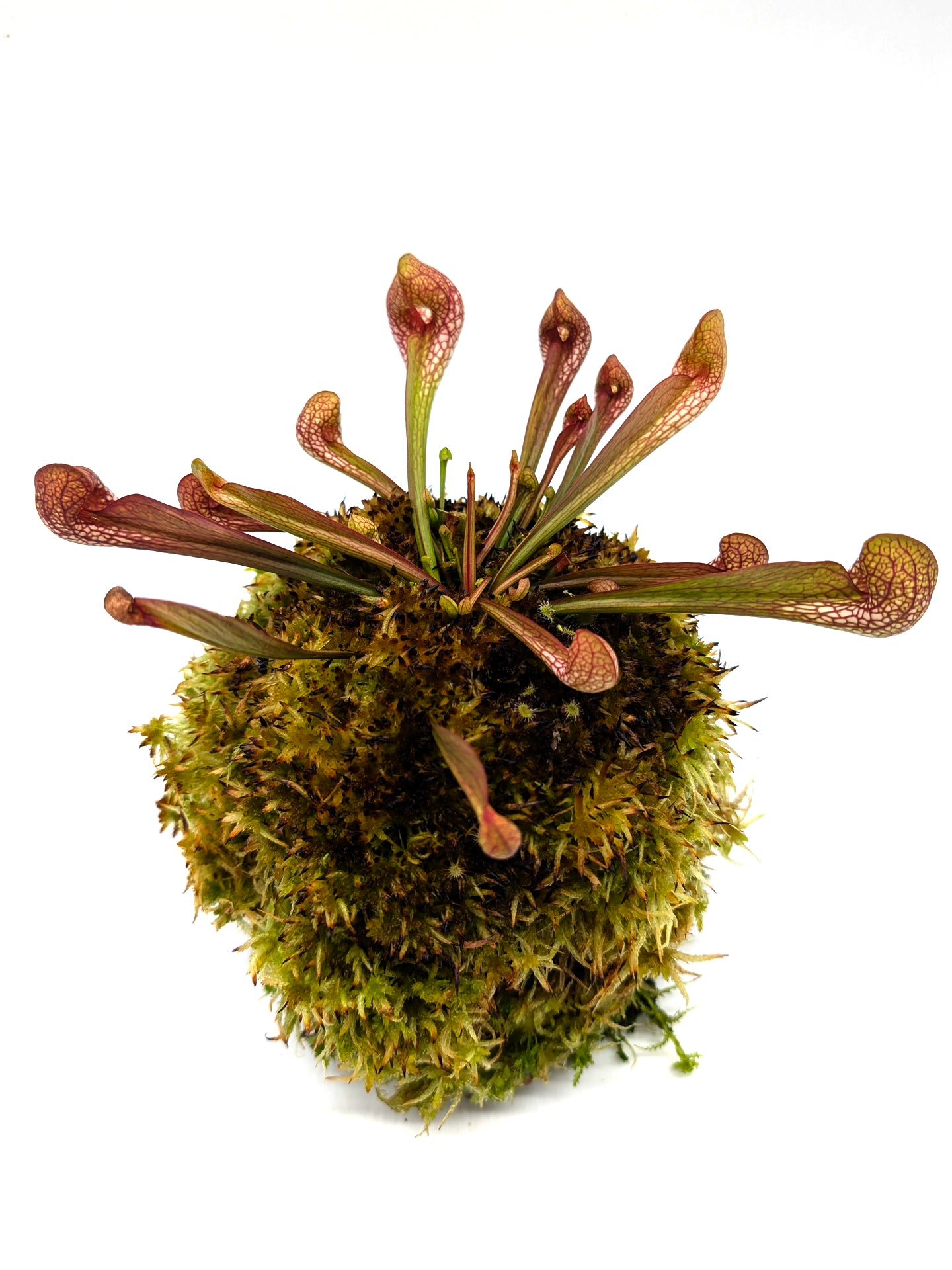 AUKTION 6: Kokedama „Sarracenia psittacina“ von Cinzia