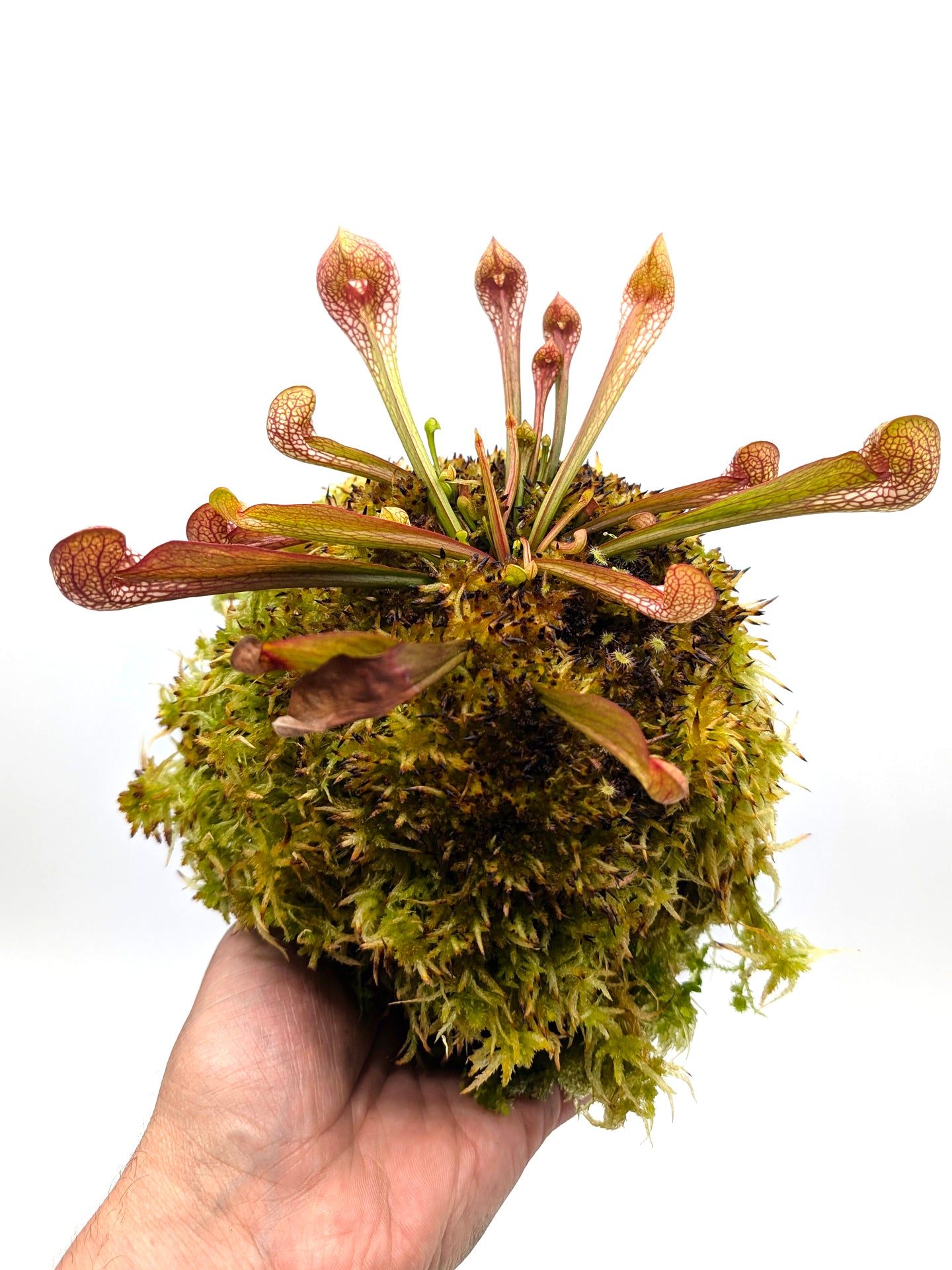 AUKTION 6: Kokedama „Sarracenia psittacina“ von Cinzia