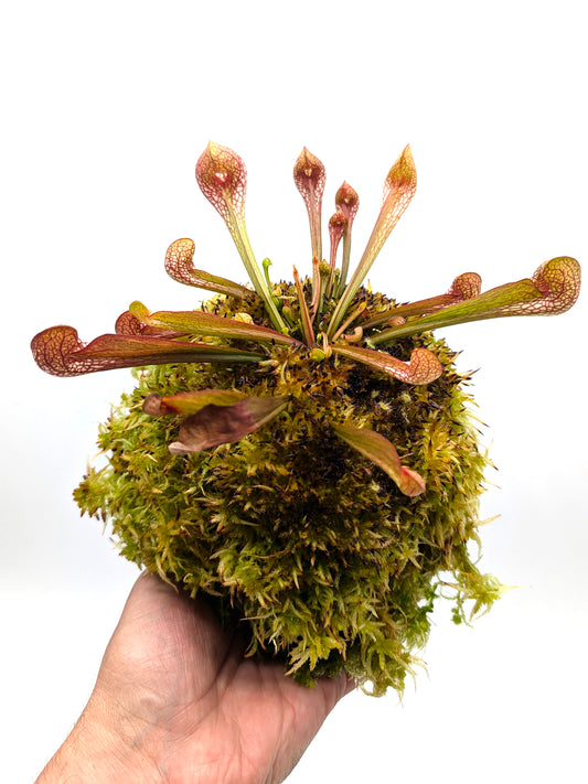 ASTA 6 : Kokedama "Sarracenia  psittacina" by Cinzia