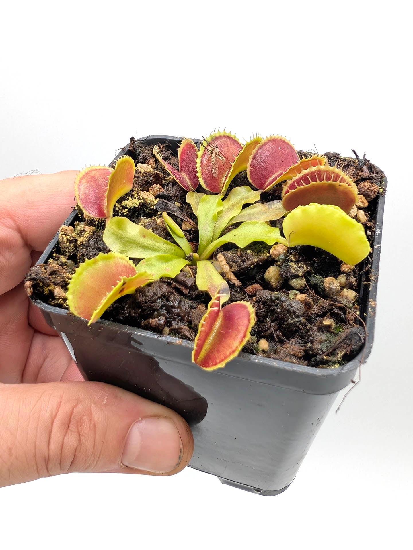 Dionaea muscipula Kuga