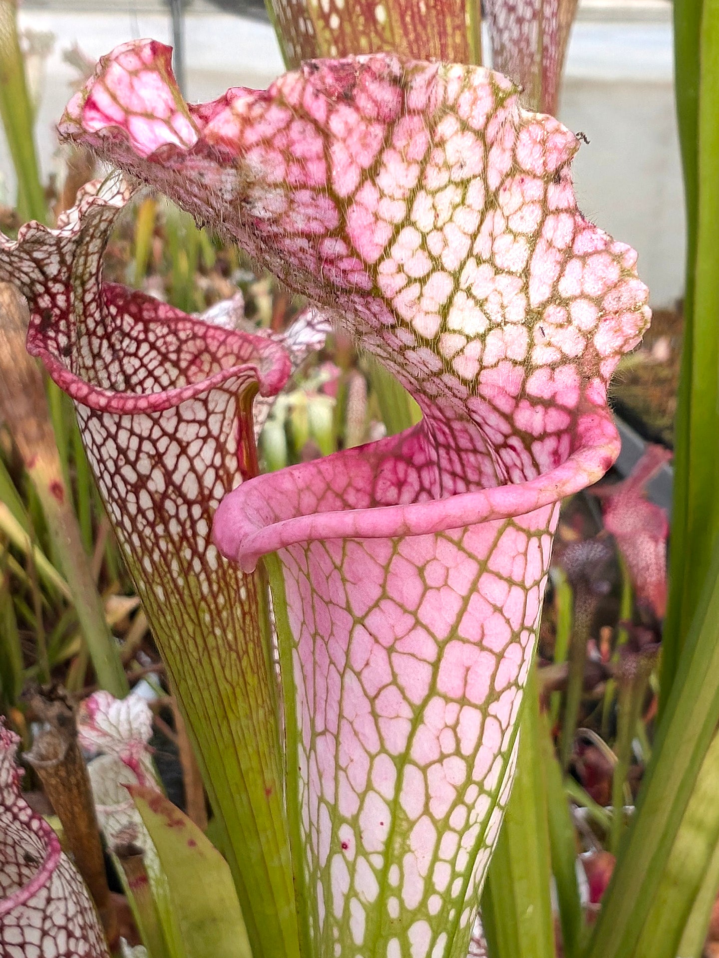 Sarracenia leucophylla “Ruby Joyce” x var.alba (No. 5) L131 MK