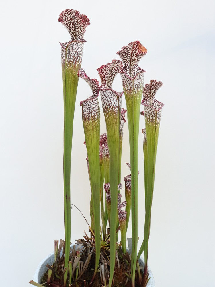 Sarracenia leucophylla purple & White "Giant" L19 MK