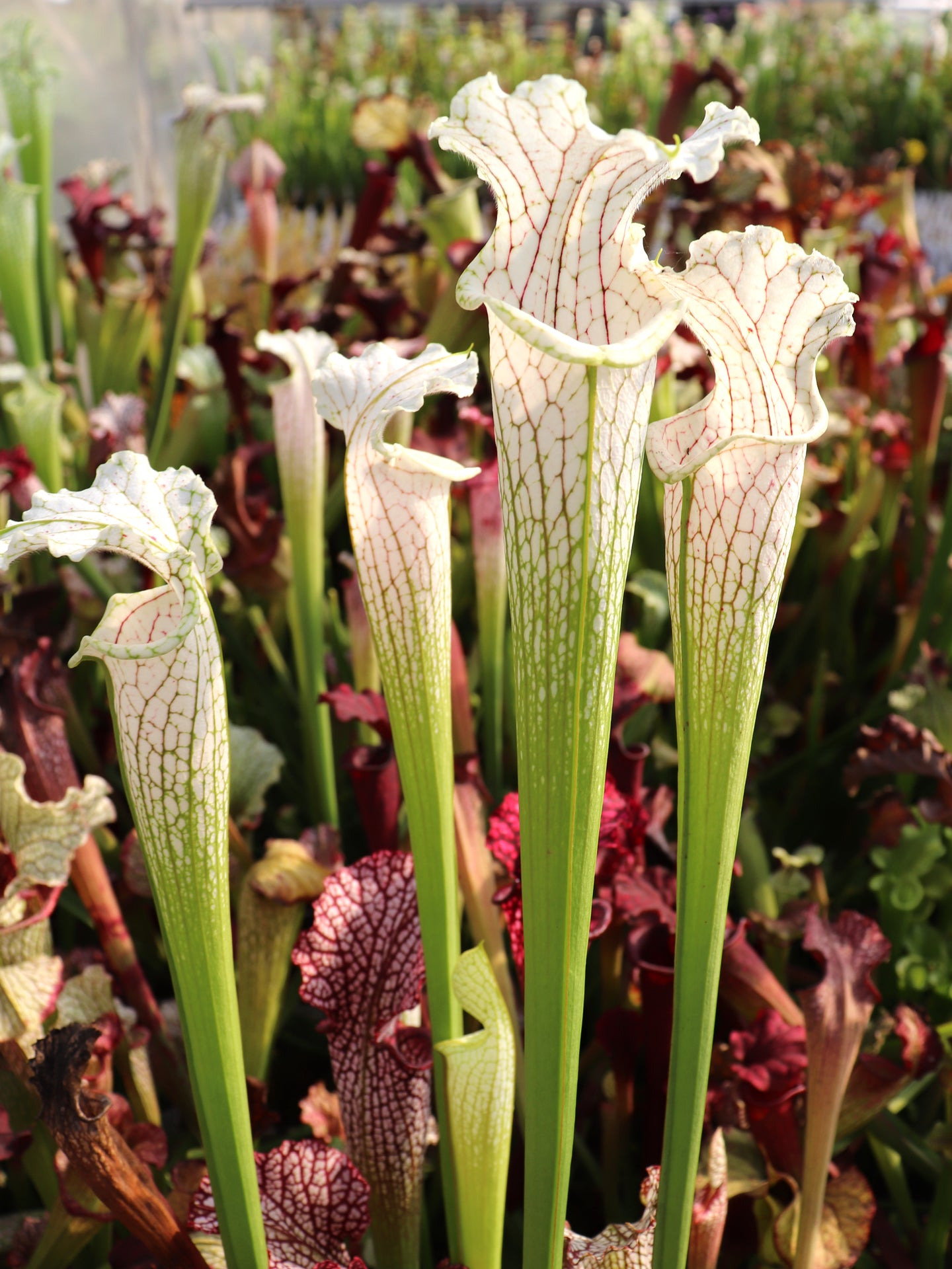 L19 GC  Sarracenia leucophylla