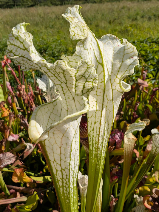 Sarracenia leucophylla  Citronelle AL.  L2 MK