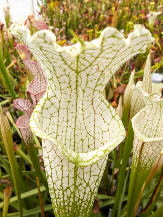 Sarracenia leucophylla  L39A MK Citronelle, Alabama