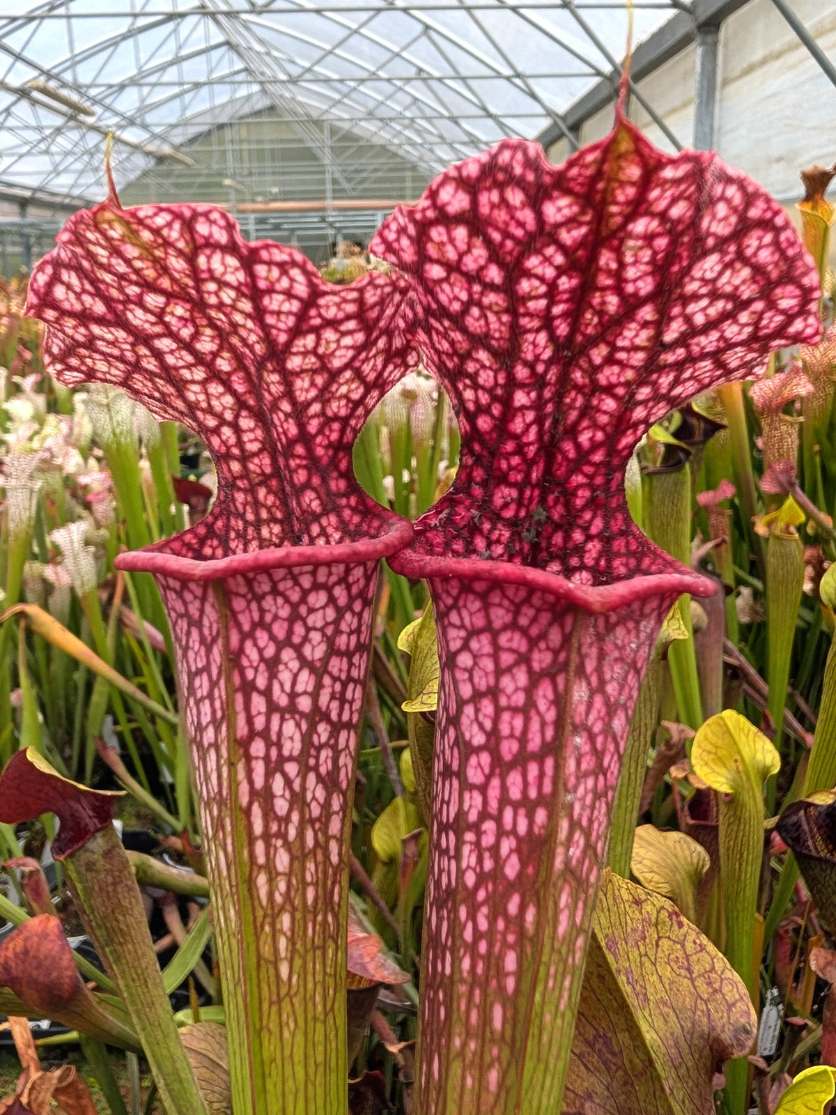 Sarracenia L57 MK x Adrian Slack