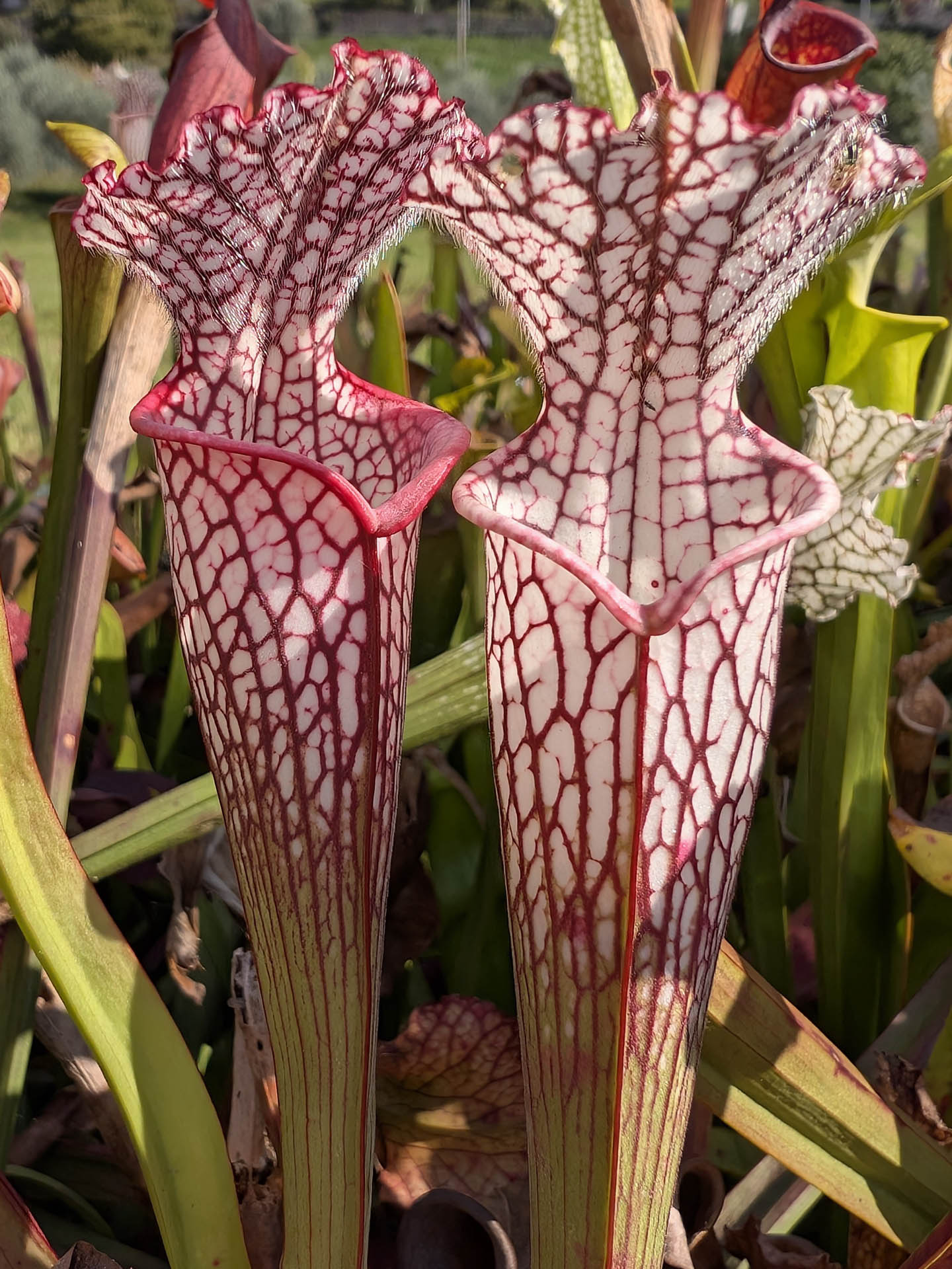 Sarracenia leucophylla "Pubescent form" L71 MK