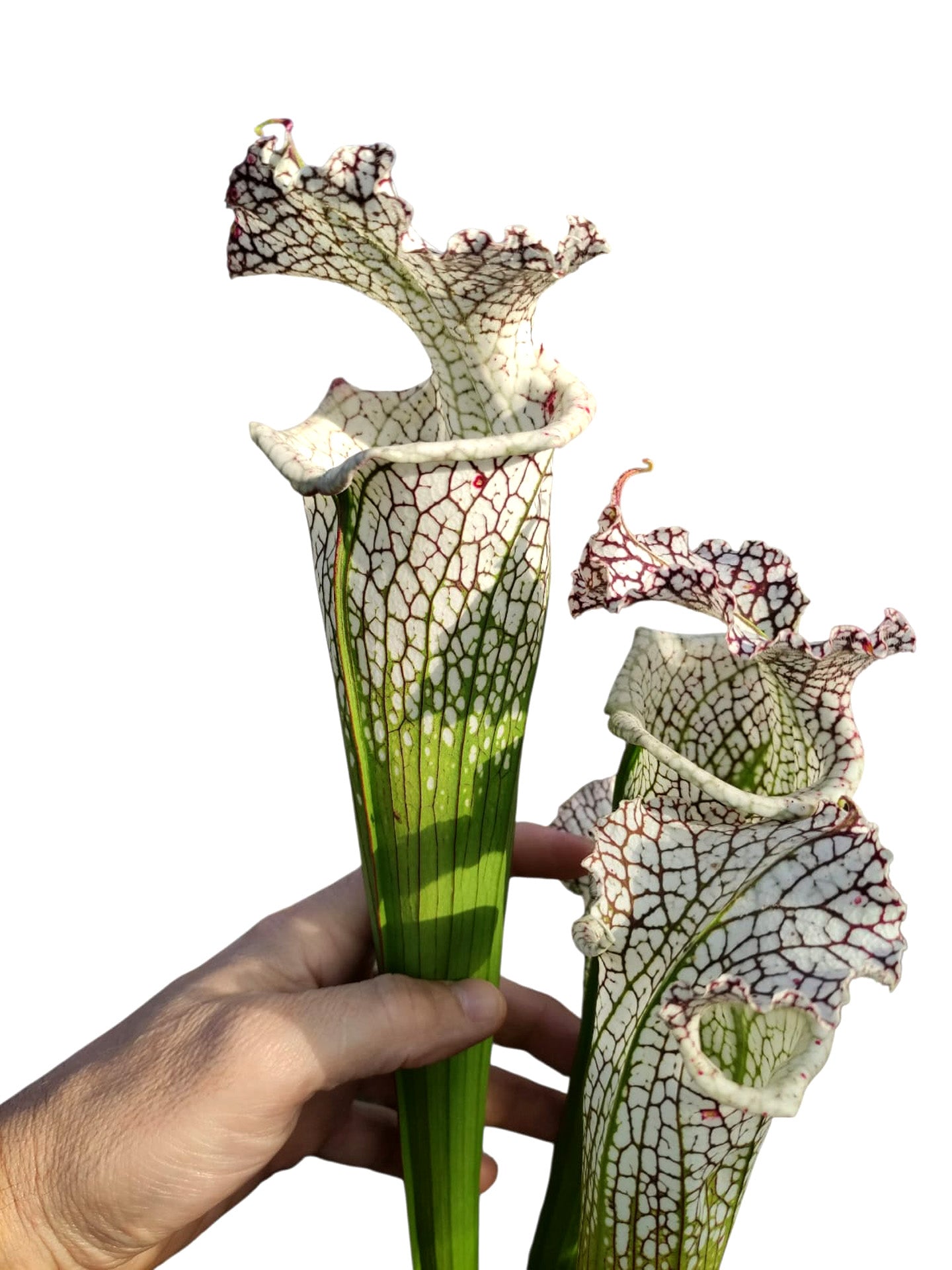 Sarracenia leucophylla Tall form Baker Bog, FL L84 MK