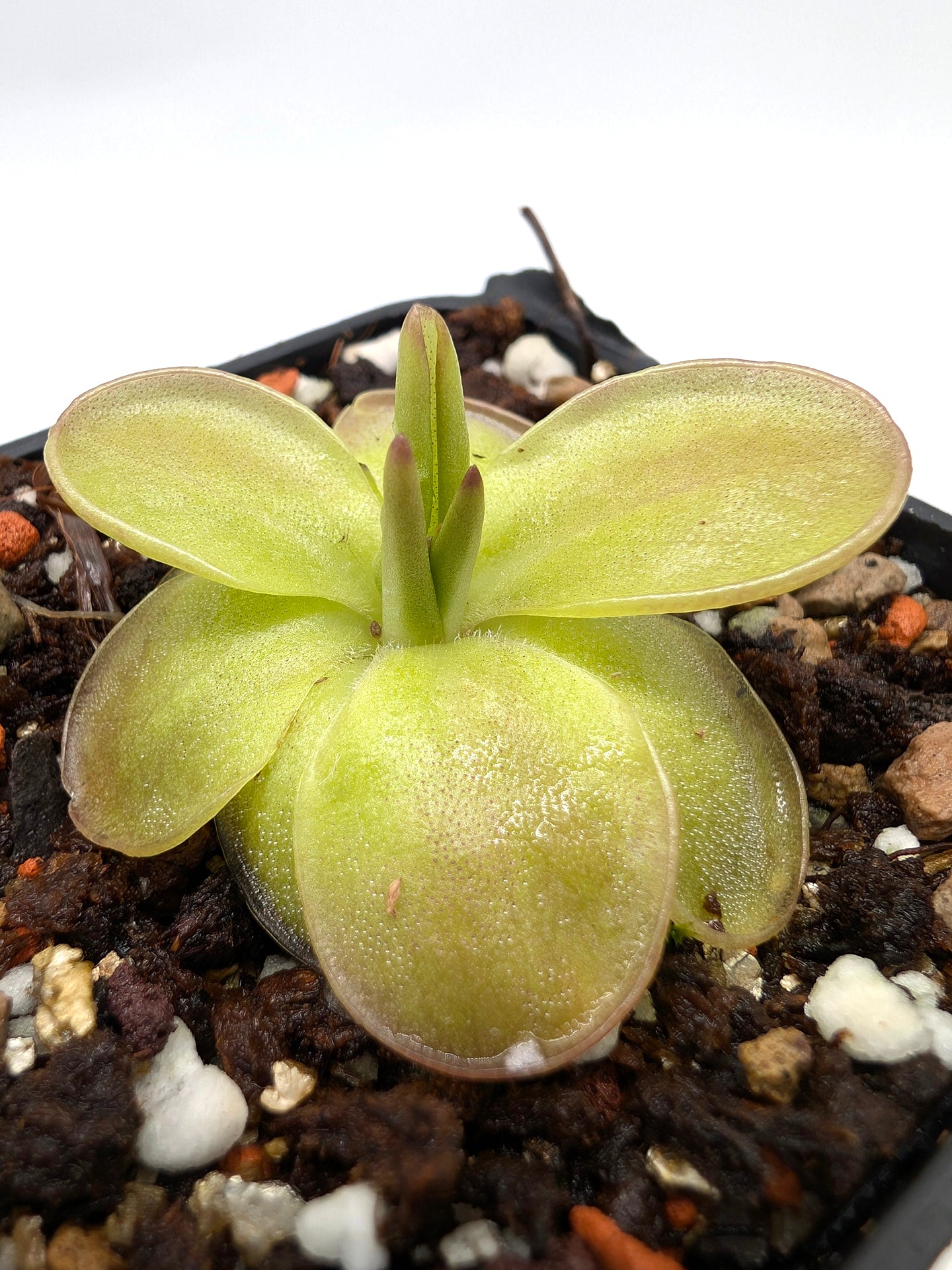 Pinguicula laueana "Geranium flower" x moranensis "Cyclamen"