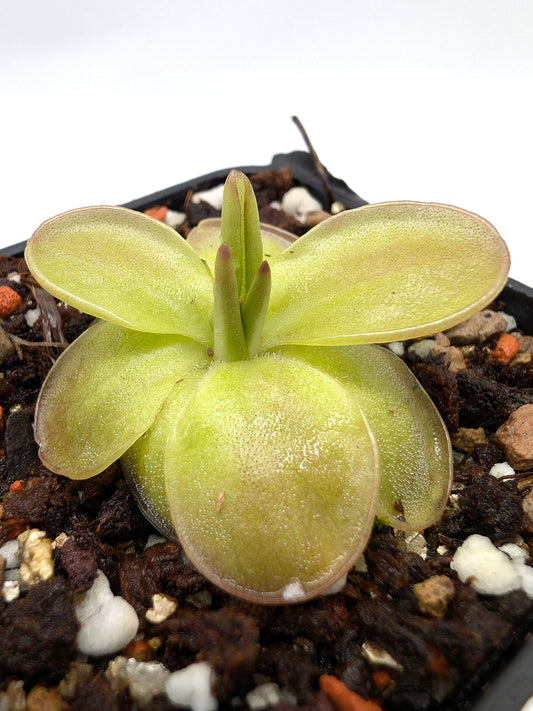Pinguicula laueana "Geranium flower" x moranensis "Cyclamen"