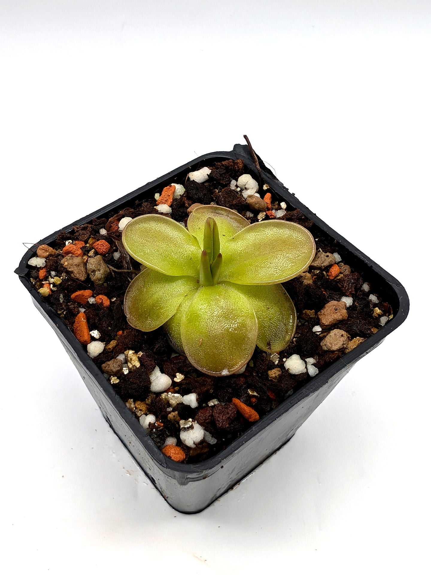 Pinguicula laueana "Geranium flower" x moranensis "Cyclamen"