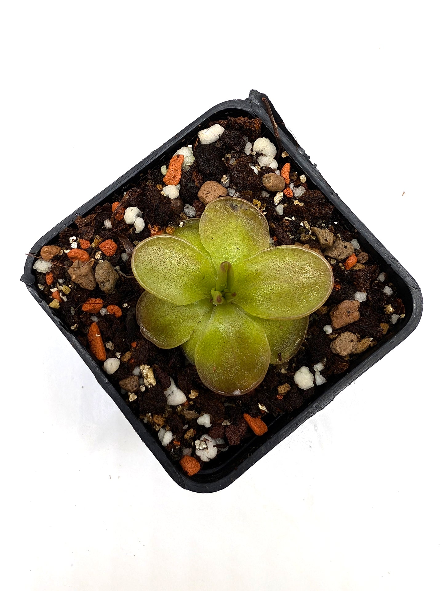 Pinguicula laueana "Geranium flower" x moranensis "Cyclamen"