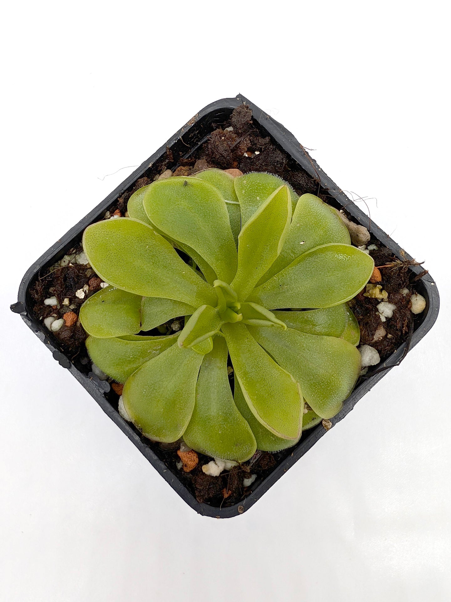 Pinguicula laueana „Orangenblätter und violetter Tentakel“