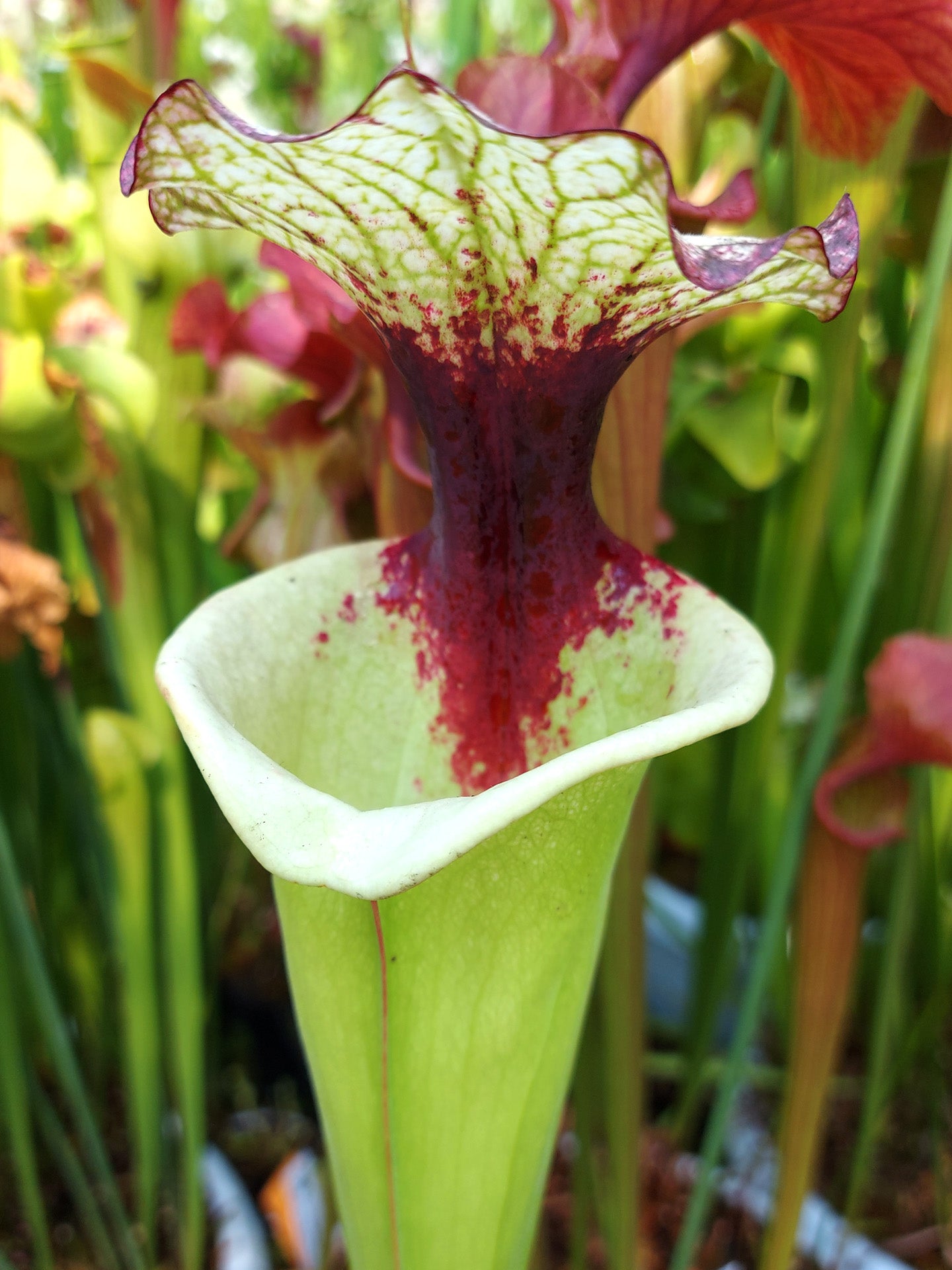 Sarracenia 'Legacy'