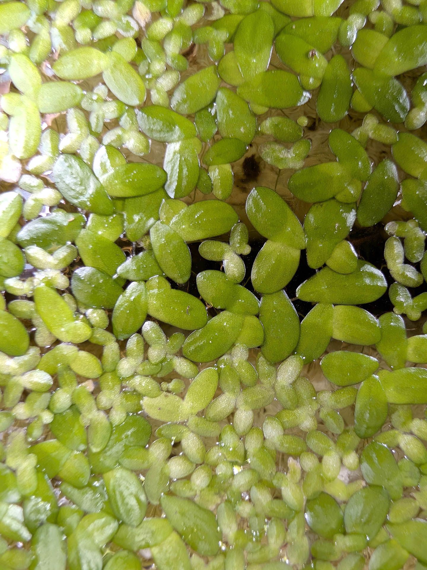 Lemna minor - Pianta galleggiante