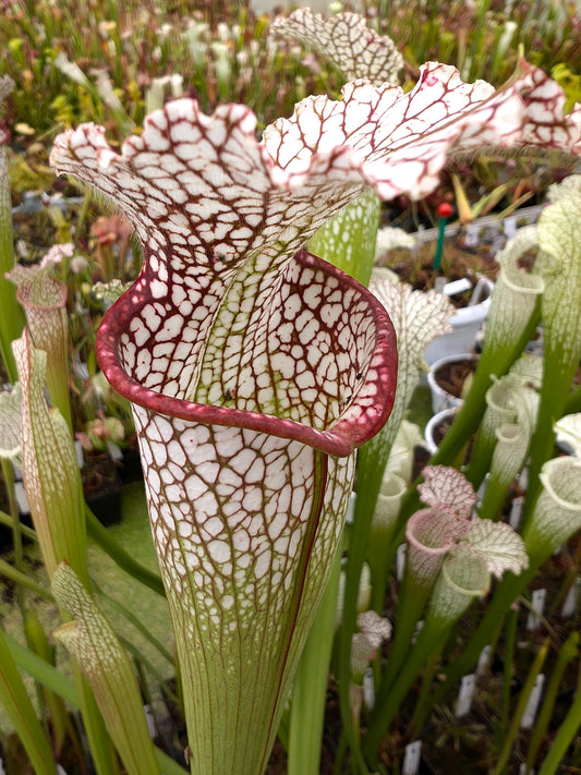 Sarracenia leucophylla "Pubescent pink"