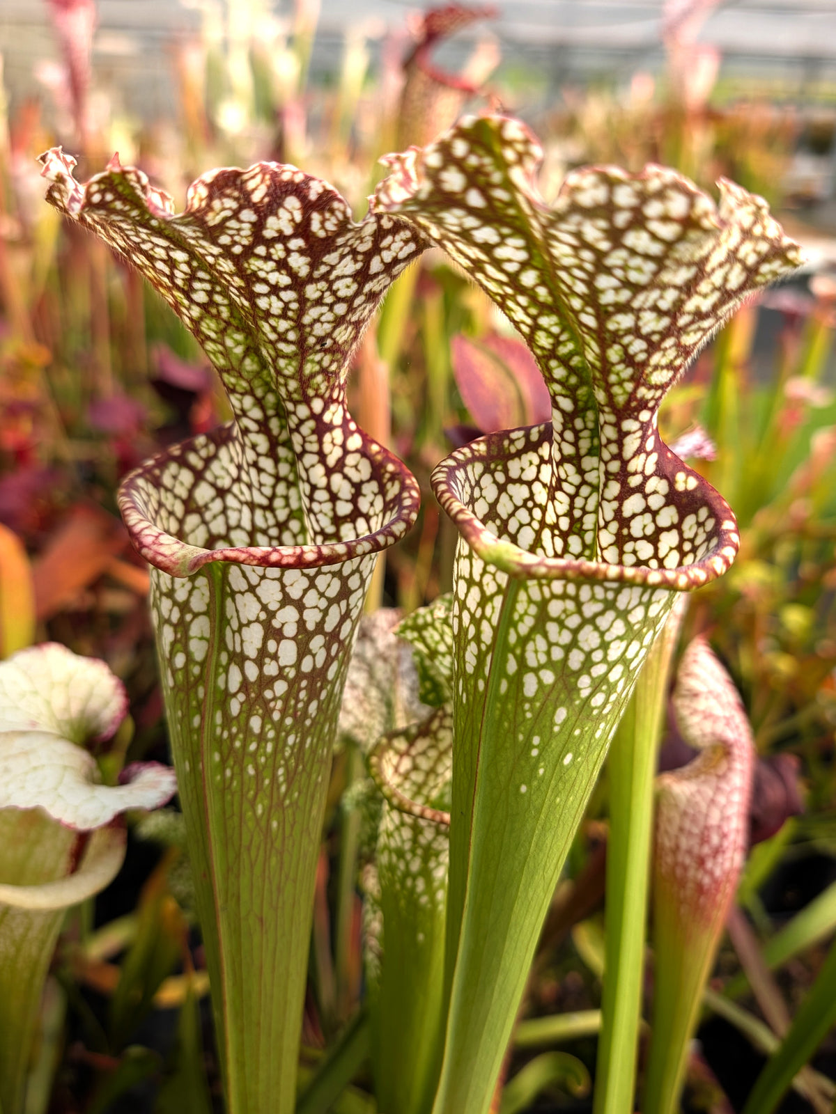 Sarracenia leucophylla x oreophila Srba