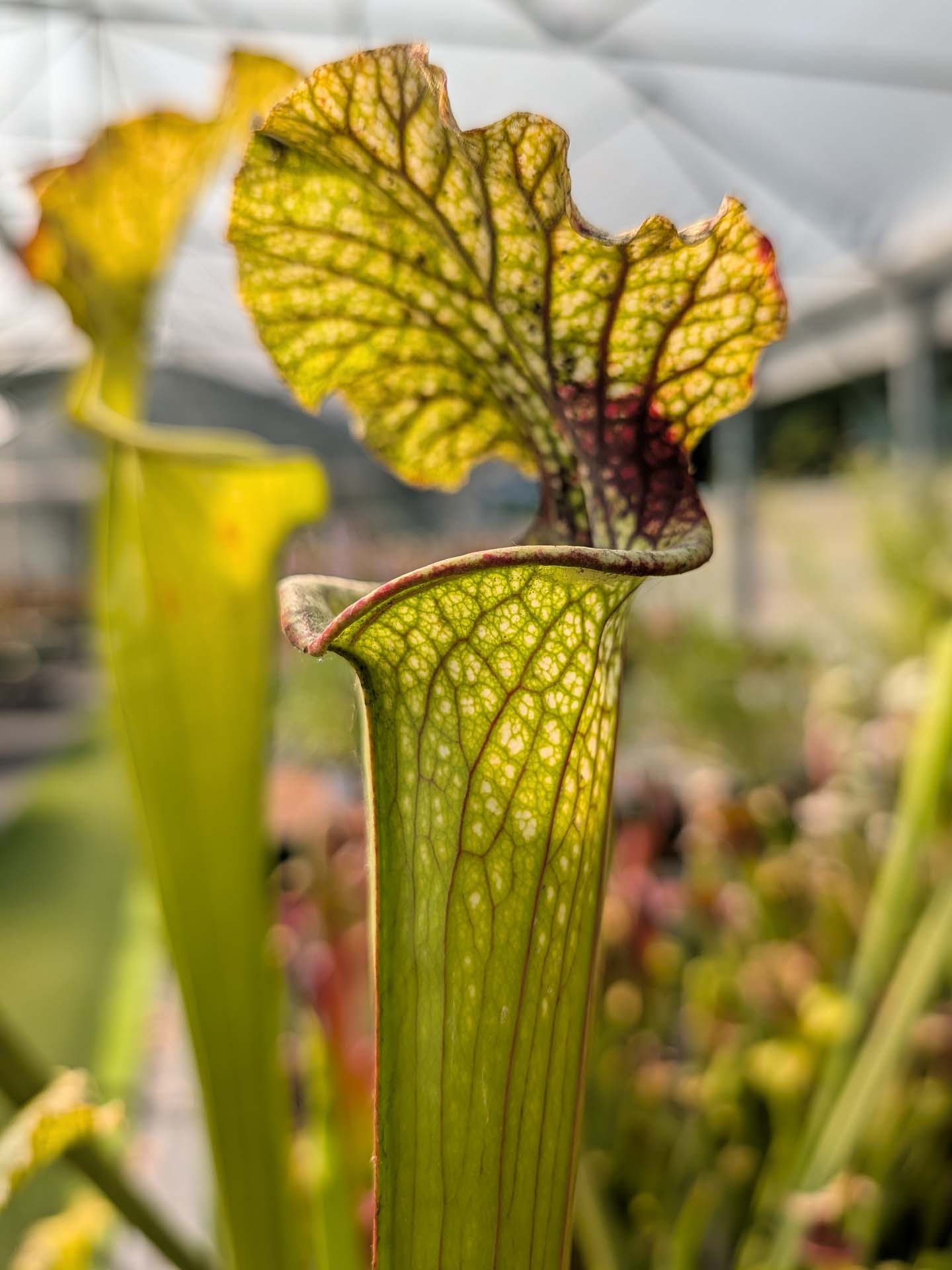 Sarracenia 'Leviathan'