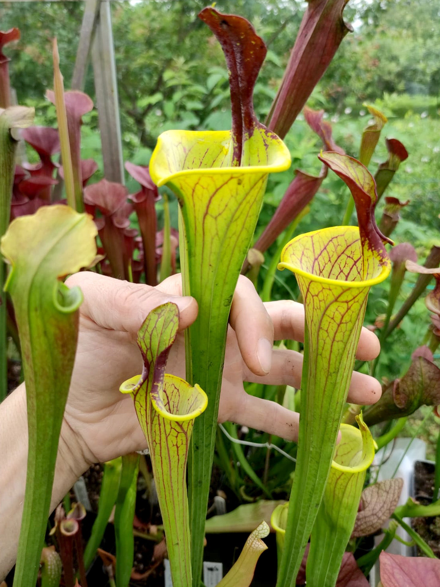 Sarracenia flava var. ornata "Lidless Giant" SFO8 Sven