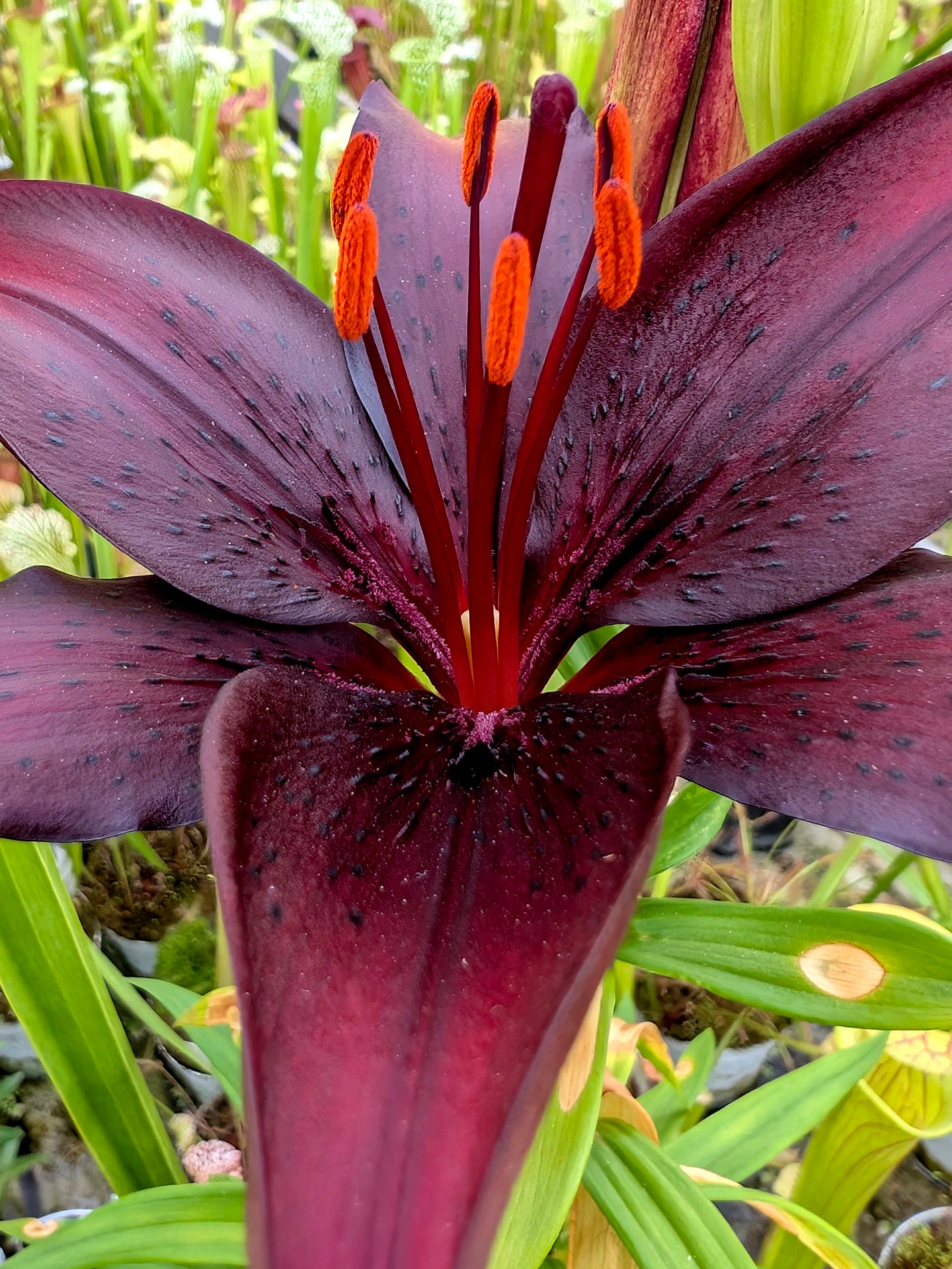 nightrider asiatic lily Lily 'Night Rider' – Giardino Carnivoro