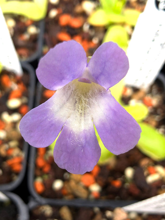 Pinguicula longifolia subsp. longifolia (Valle de Pineta, France) x  longifolia (Anisclo canyon, Spain)