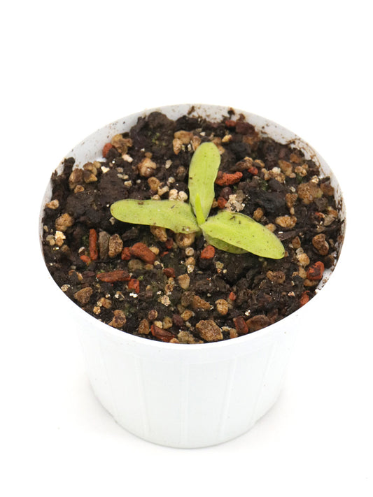 Pinguicula vallisnerifolia Sierras de Cazorla-Segura , Prov. de Jaen, Spain