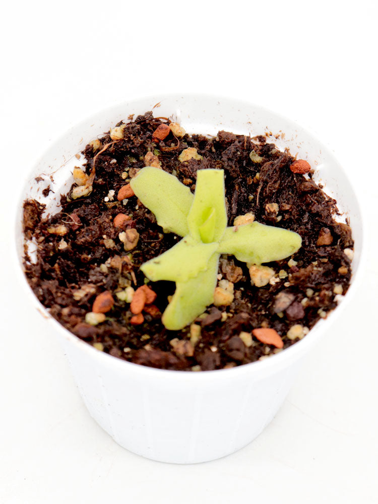 Pinguicula longifolia subsp. longifolia (Valle de Pineta, France) x longifolia (Anisclo canyon, Spain)