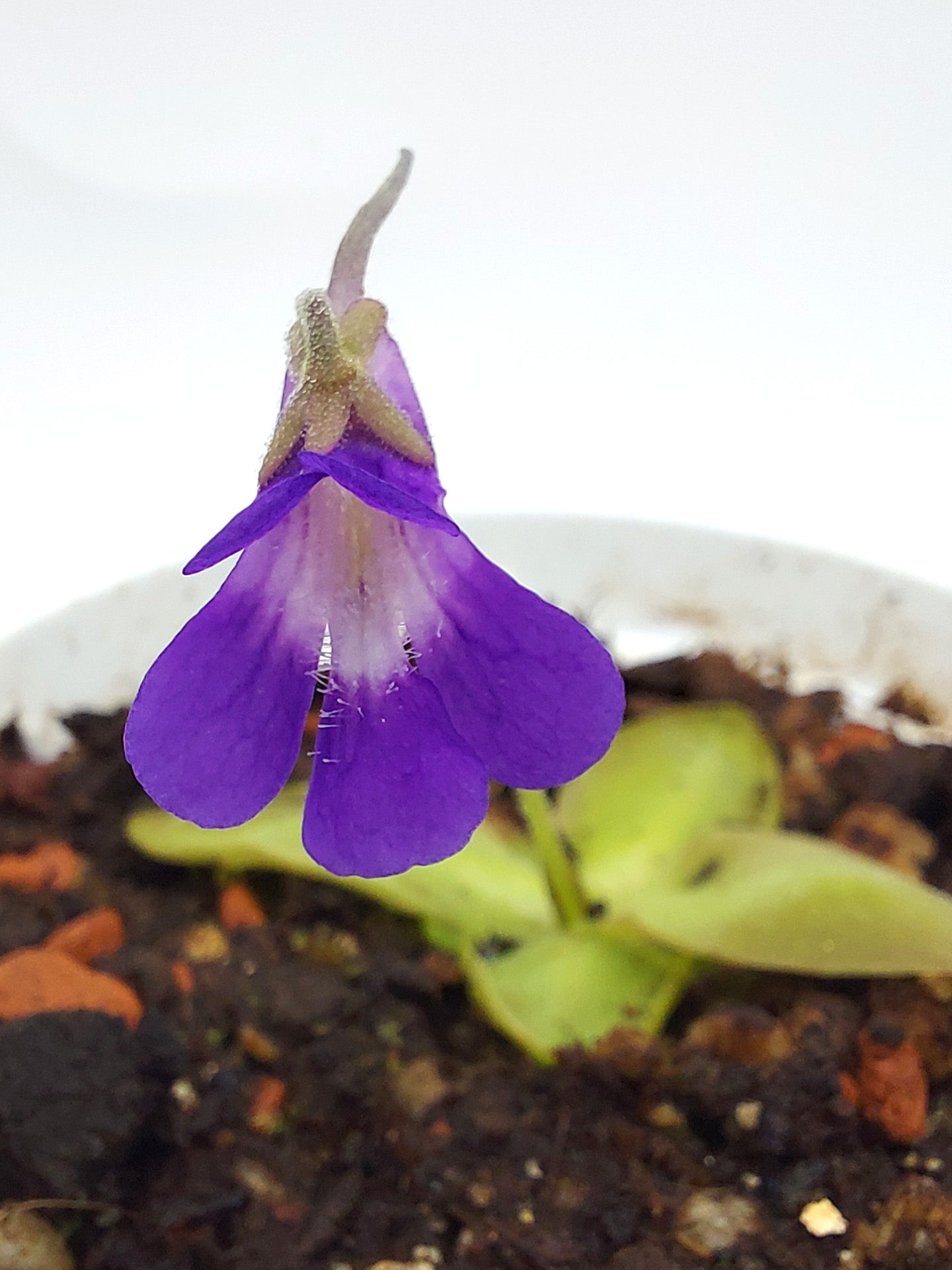 Pinguicula longifolia (Ordesa) x poldinii