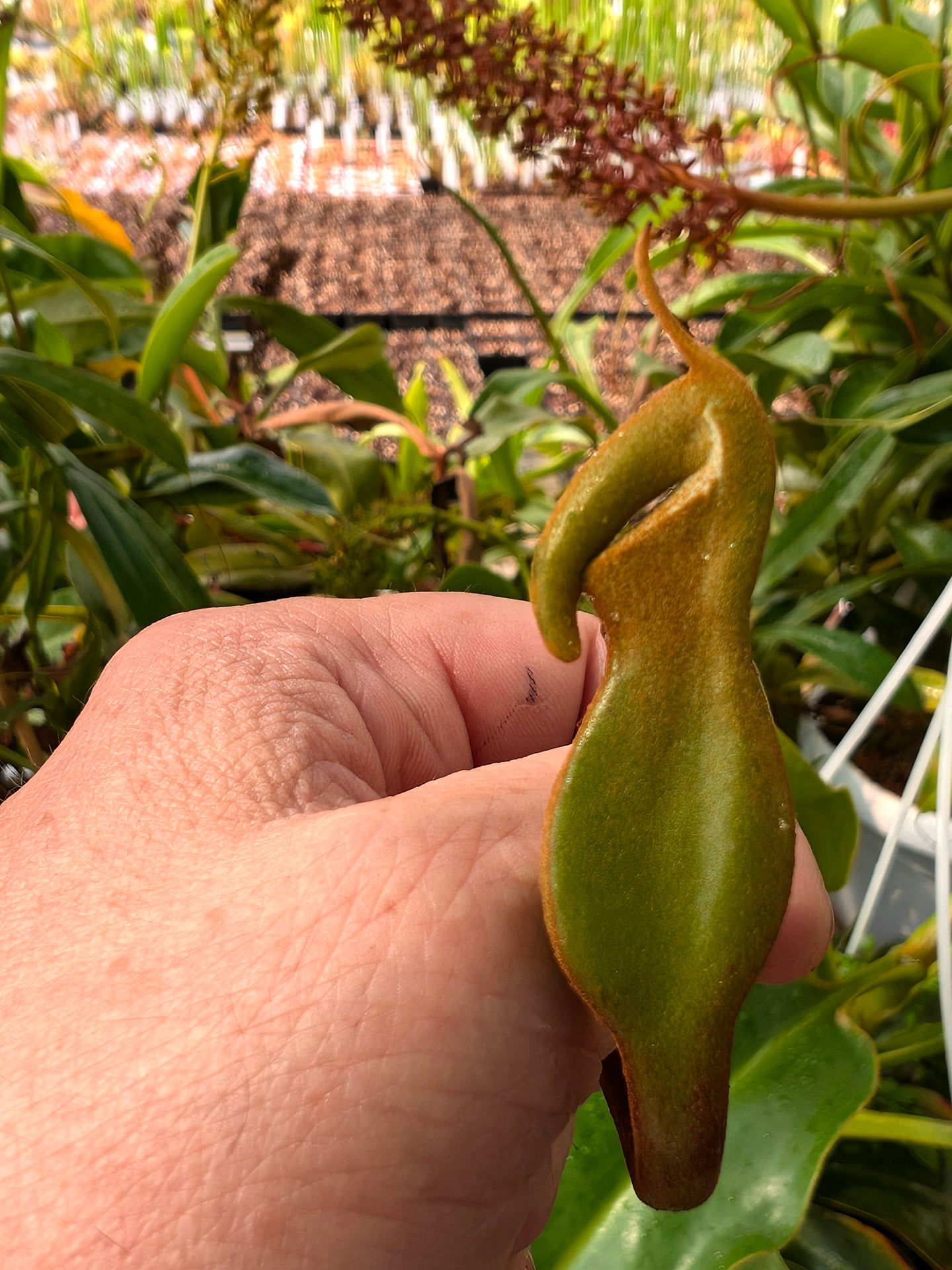 Nepenthes lowii   Gunung Murud, Borneo