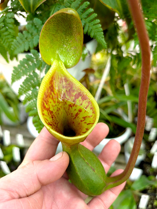 Nepenthes lowii   Gunung Murud, Borneo