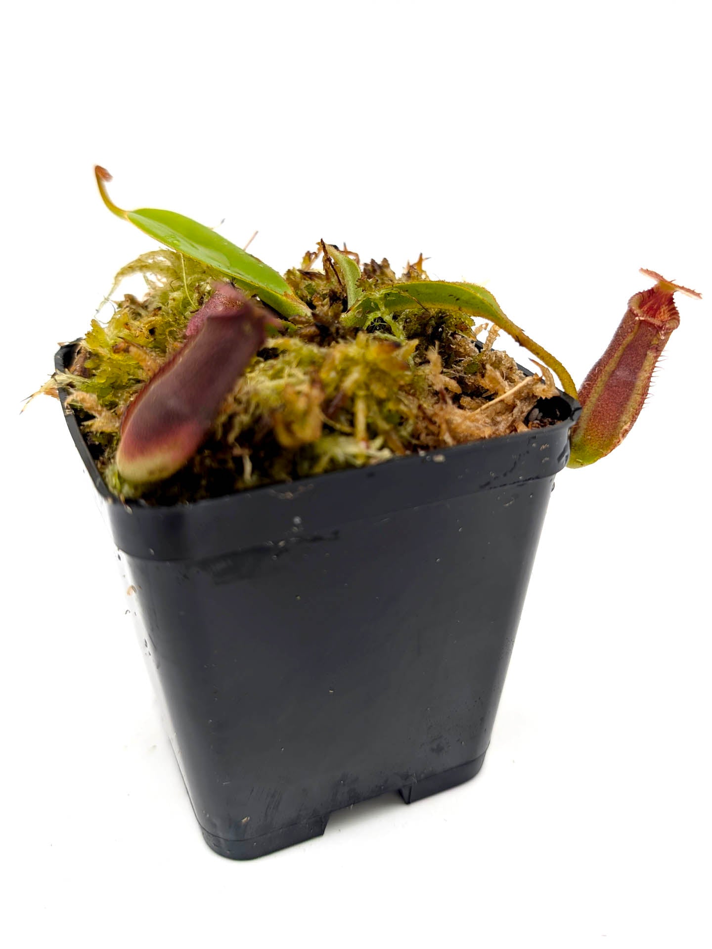 Nepenthes lowii x edwardsiana