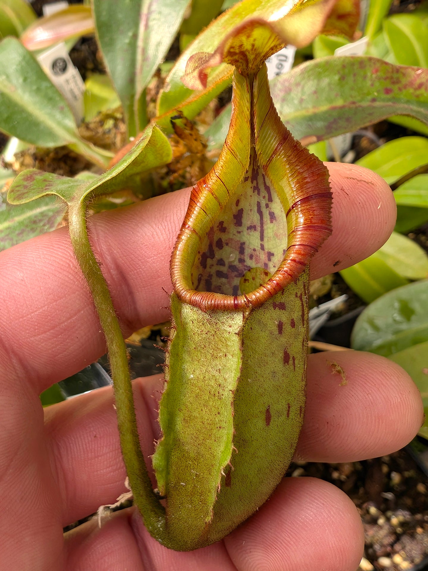 Nepenthes (Lowii x Veitchii)- yellow x Boschiana EP ) x veitchii