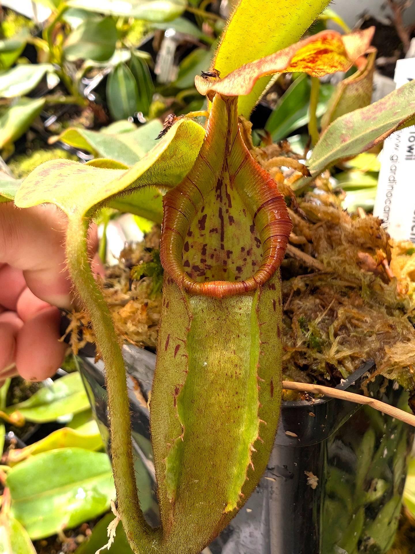 Nepenthes (Lowii x Veitchii)- yellow x Boschiana EP ) x veitchii