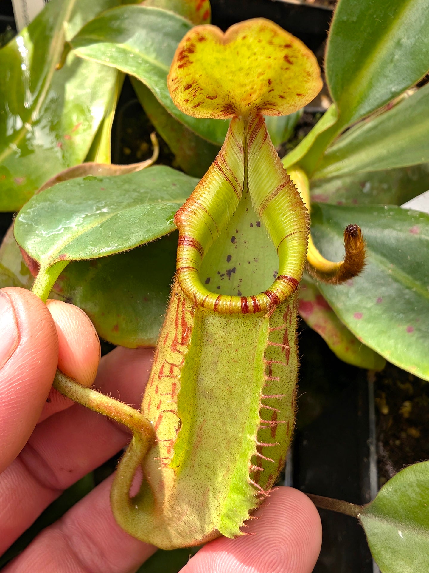 Nepenthes (Lowii x Veitchii)- yellow x Boschiana EP ) x veitchii