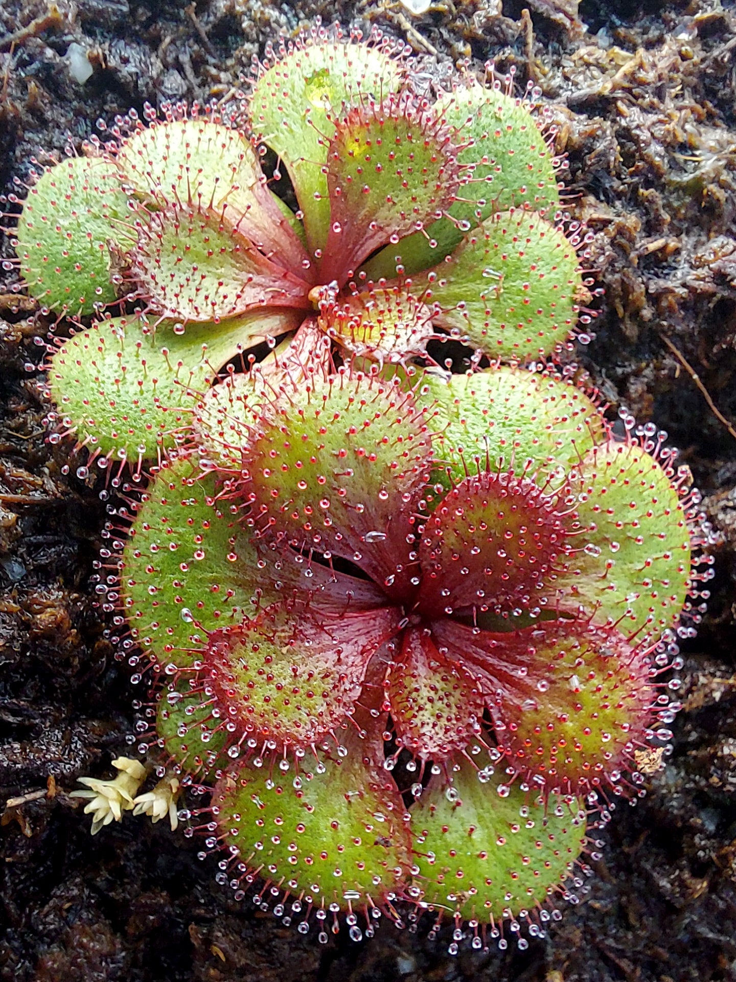 Drosera lowriei Small all dark red rosettes Hayes, Western Australia