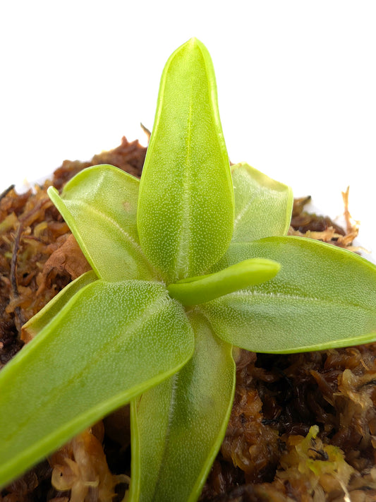 Pinguicula lutea Liberty Co. Florida