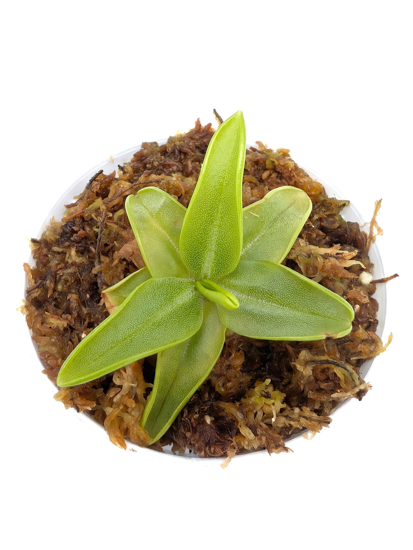 Pinguicula lutea Liberty Co. Florida