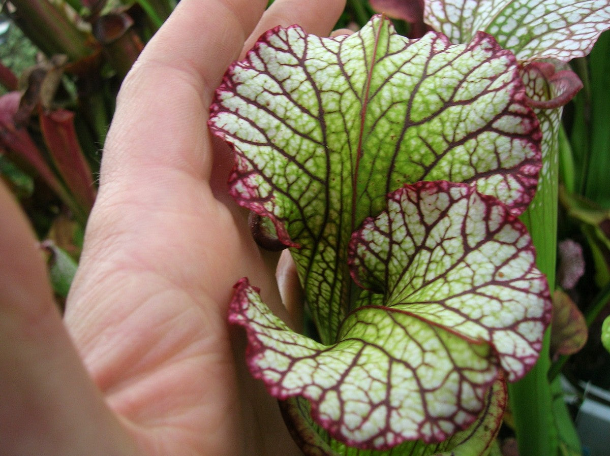 Sarracenia "Lynda Butt" H10 Mk