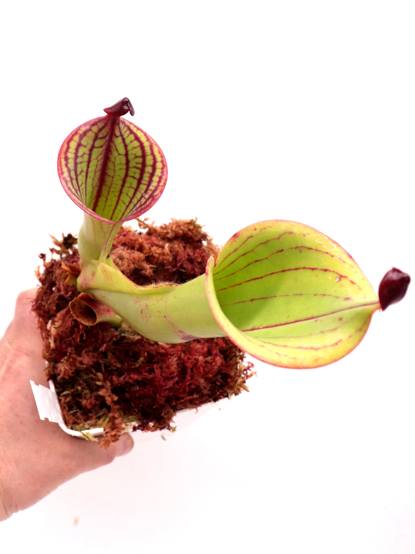 Heliamphora macdonaldae Cerro Duida