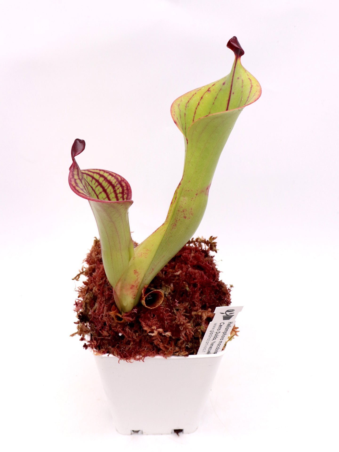 Heliamphora macdonaldae Cerro Duida