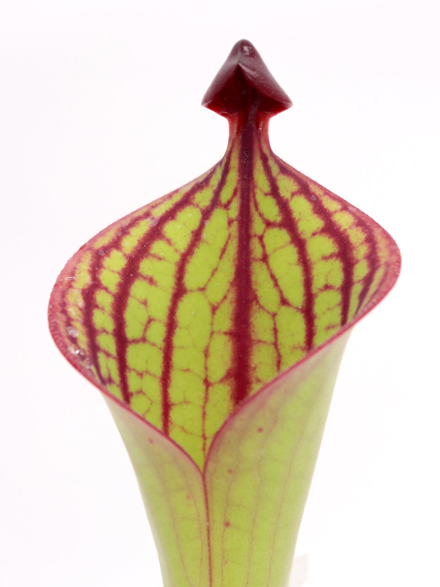 Heliamphora macdonaldae Cerro Duida