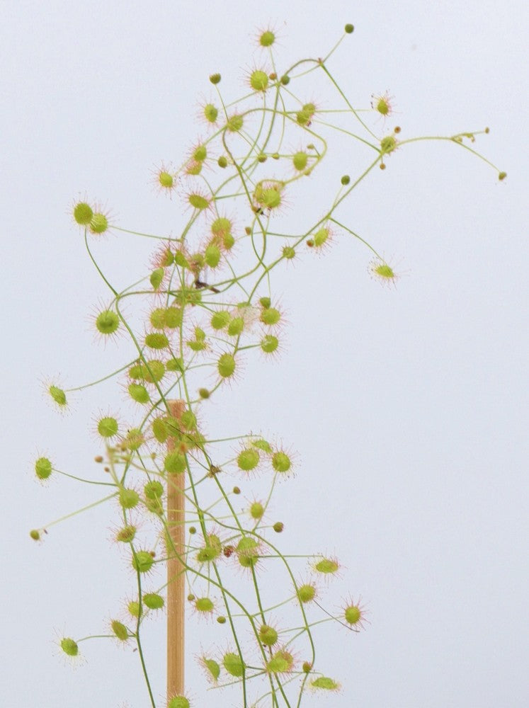 Drosera macrantha , Rock Outcrop