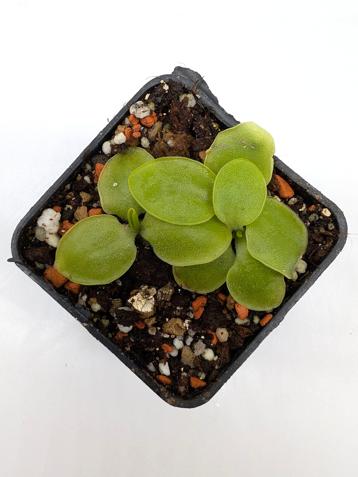 Pinguicula macrophylla "Pale Flower"