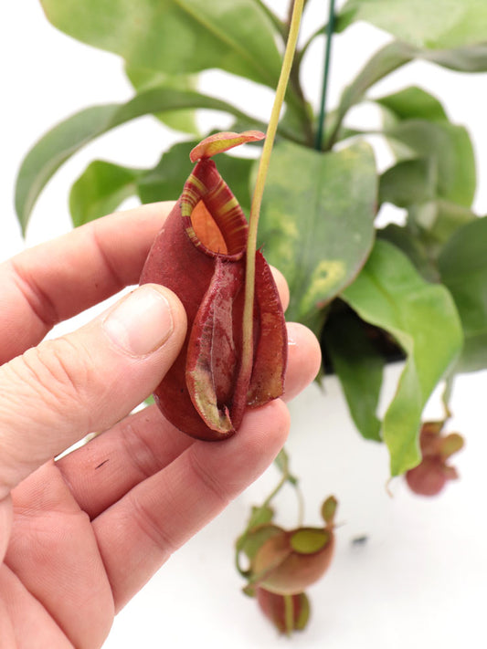 Nepenthes (Viking x ampullaria"Black Miracle") x hookeriana