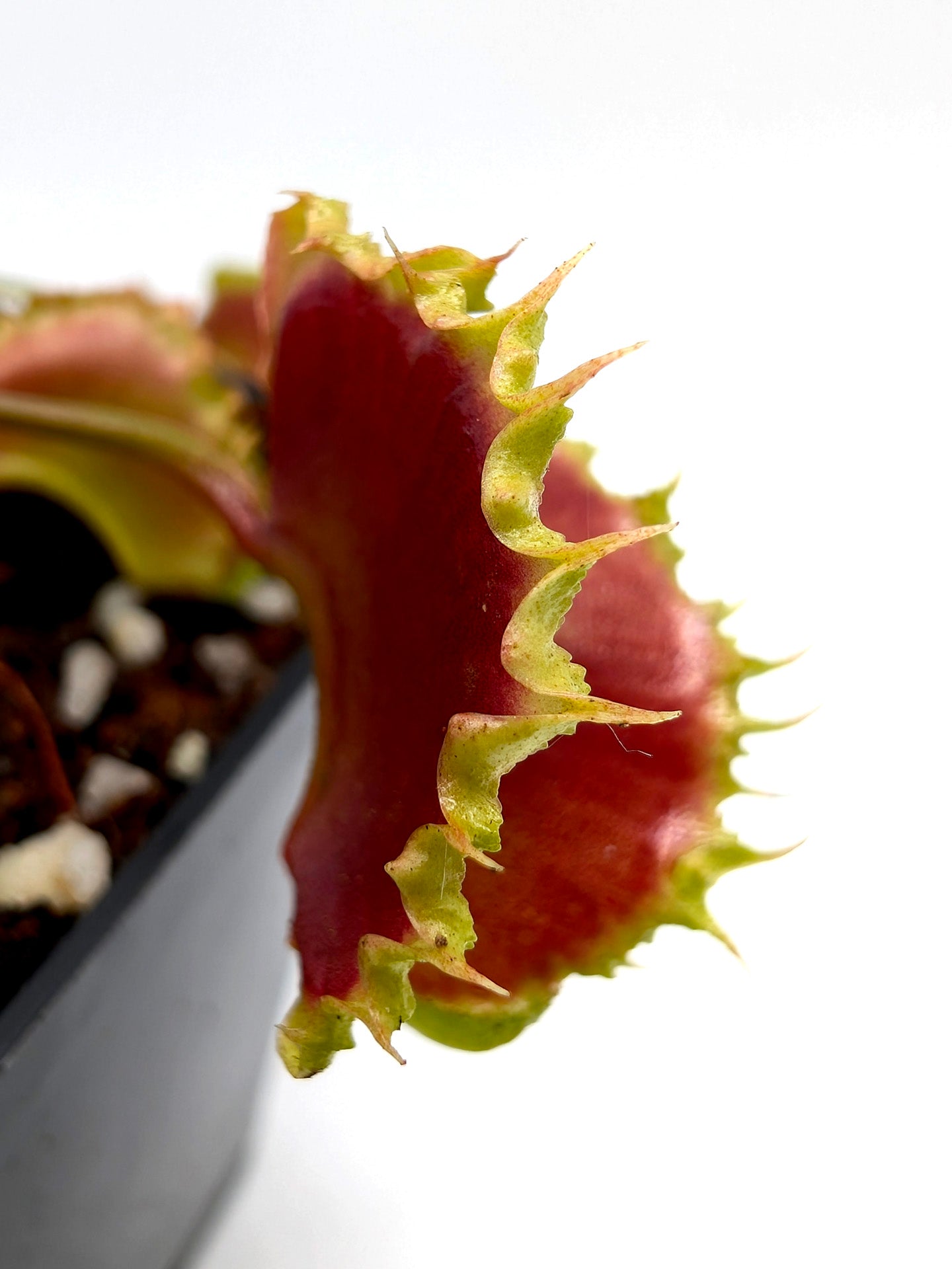 Dionaea muscipula GC Matrix