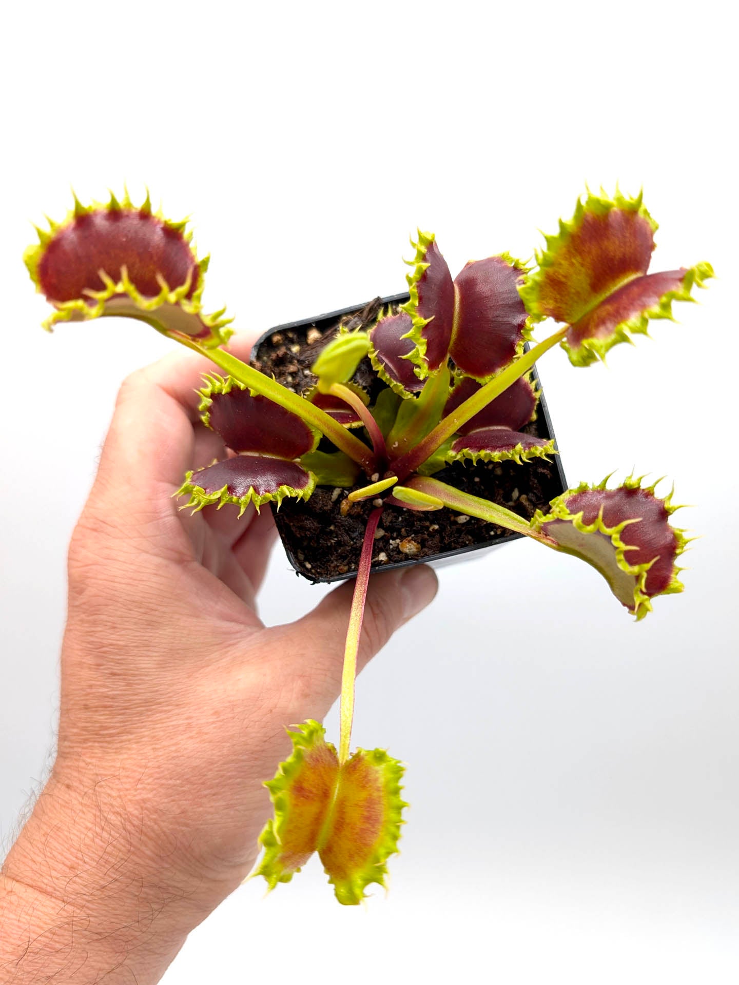 Dionaea muscipula GC Matrix